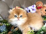 Safkan British Longhair