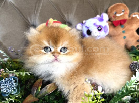 Safkan British Longhair görsel
