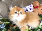 Safkan British Longhair