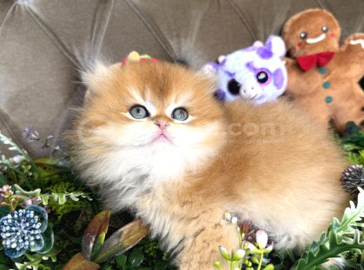 Safkan British Longhair görsel