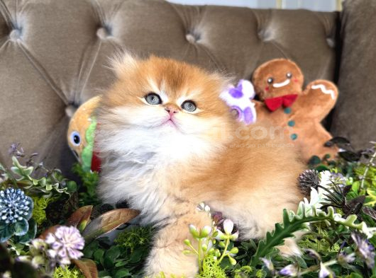 Safkan British Longhair görsel
