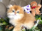 Safkan british longhair