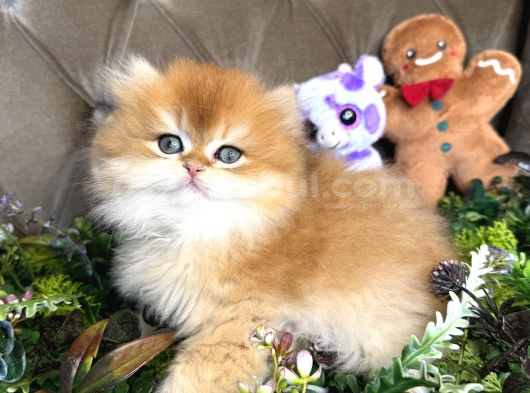 Safkan British Longhair