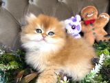 Safkan British Longhair