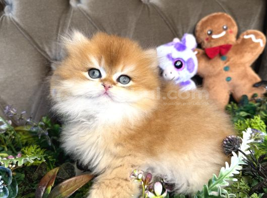 Safkan British Longhair görsel