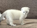Scottish fold
