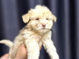 Safkan Maltipoo Teddy Face Yavrumuz