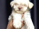 Maltese terrier yavru
