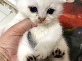 Eğik Kulaklı Beyaz Oyuncu Ve Tatlı Yavrularım