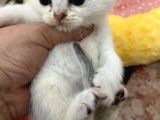 Eğik Kulaklı Beyaz Oyuncu Ve Tatlı Yavrularım