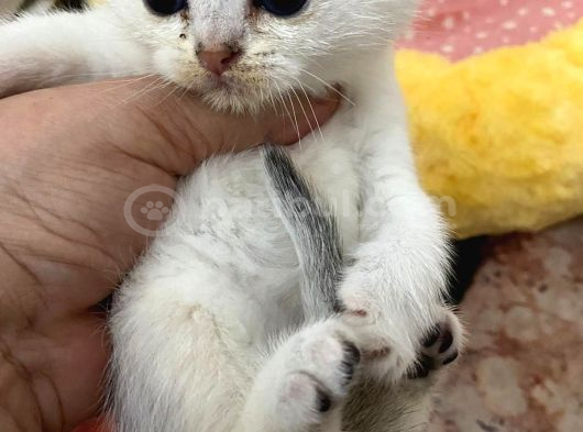 Eğik Kulaklı Beyaz Oyuncu Ve Tatlı Yavrularım görsel