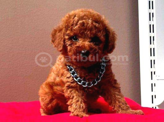 Çok Özel Red Brown Toy Poodle Yavrulari