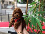 SHOW KALITE TOY POODLE YARULARI