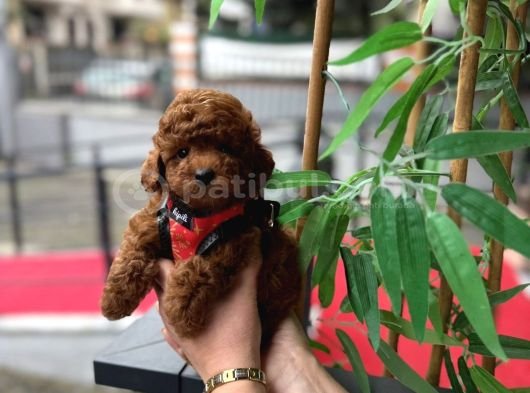 SHOW KALITE TOY POODLE YARULARI
