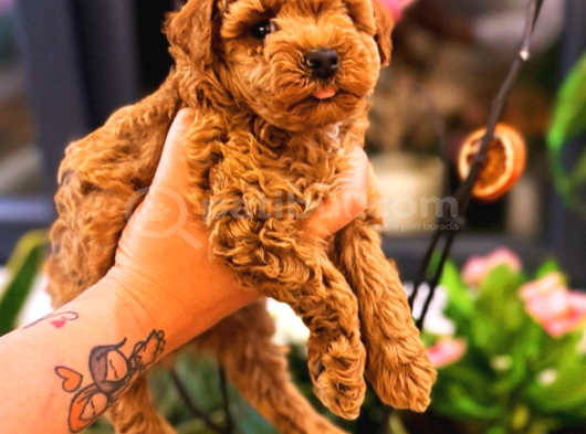 Red Brown Ve Apricot Toy Poodle Yavrular görsel
