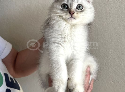 Sevi̇mli̇ 2 Aylik Yavrular görsel