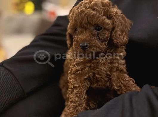 Red Brown Ve Apricot Toy Poodle Yavrular