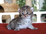 American Curl Bebekler