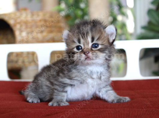 American Curl Bebekler