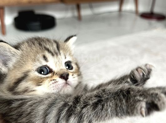 Birbirinden Tatlı Yavrular görsel