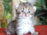 American Curl Bebekler