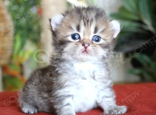 American Curl Bebekler görsel