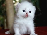 American Curl Bebekler