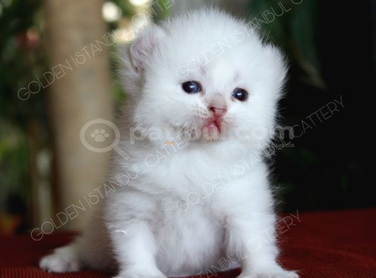 American Curl Bebekler görsel