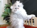 American Curl Bebekler