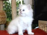 Mavi Gözlü British Longhair Erkek Yavru