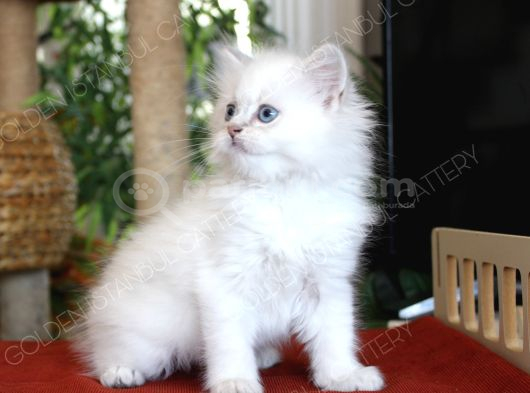 Mavi Gözlü British Longhair Erkek Yavru görsel