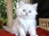 Mavi Gözlü British Longhair Erkek Yavru