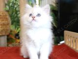 Mavi Gözlü British Longhair Erkek Yavru