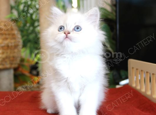 Mavi Gözlü British Longhair Erkek Yavru görsel