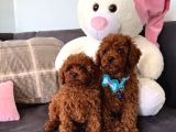 Red Brown Toy Poddle Yavru