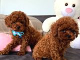 Red Brown Toy Poddle Yavru