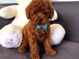 Red Brown Toy Poddle Yavru