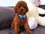 Red Brown Toy Poddle Yavru