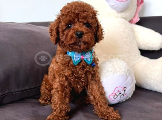 Red Brown Toy Poddle Yavru