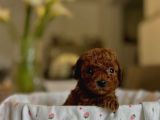 En İyi̇si̇ni̇ İsti̇yenlere Gerçek Korea Poodle Yavrular Ankara