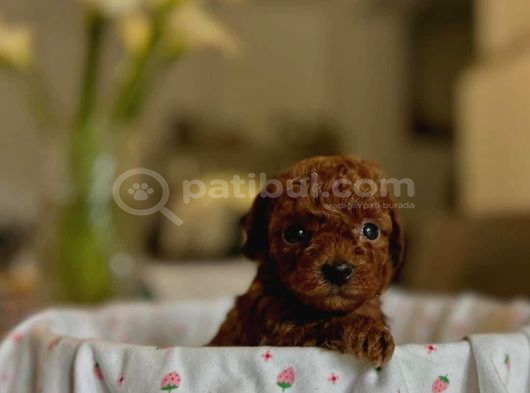 En İyi̇si̇ni̇ İsti̇yenlere Gerçek Korea Poodle Yavrular Ankara görsel