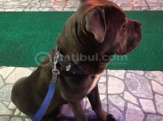 Temel Eğitimli Blue Cane Corso görsel