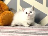 SAFKAN VE IRK GARANTİLİ YAVRULAR