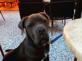 Temel eğitimli blue cane corso