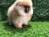POMERANIAN BOO YAVRULAR