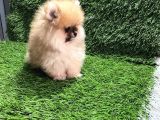 Pomeranian Boo Yavrular