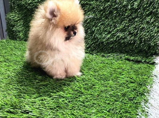 Pomeranian Boo Yavrular görsel