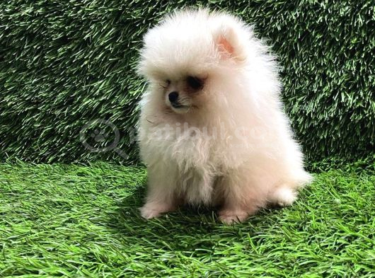Pomeranian Boo Yavrular görsel