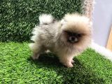 Pomeranian Boo Yavrular