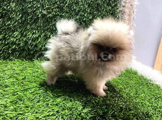 Pomeranian Boo Yavrular görsel
